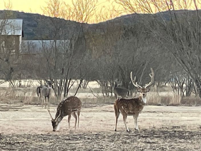 Frio Valley Ranch